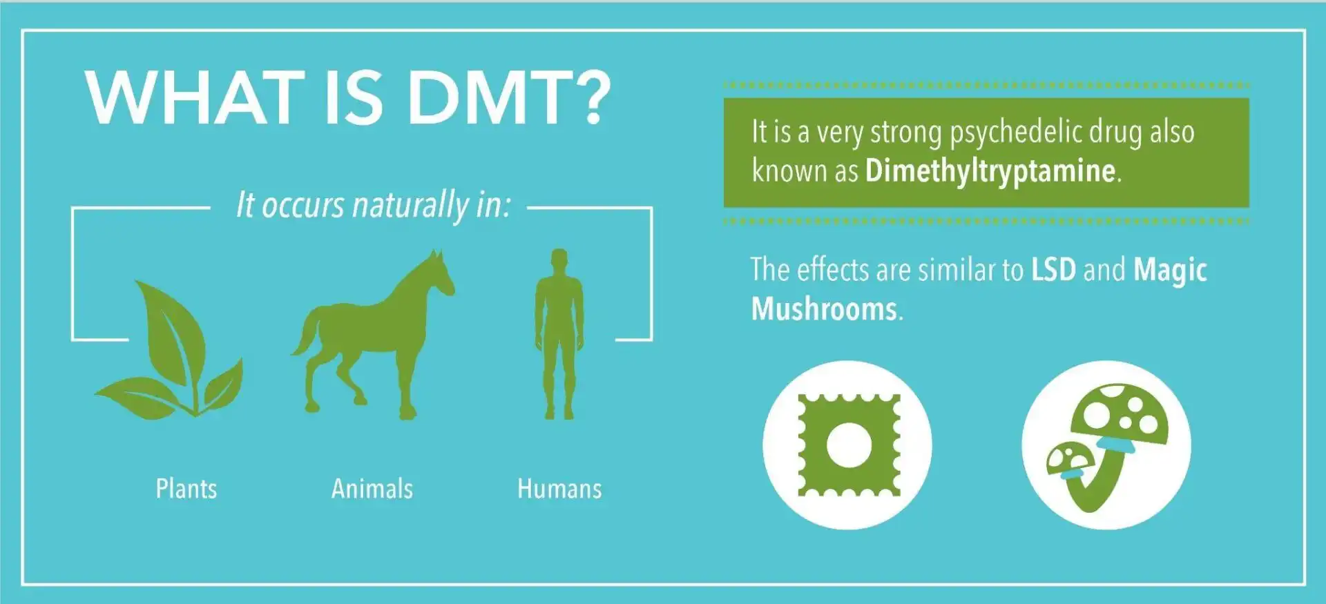 All about DMT