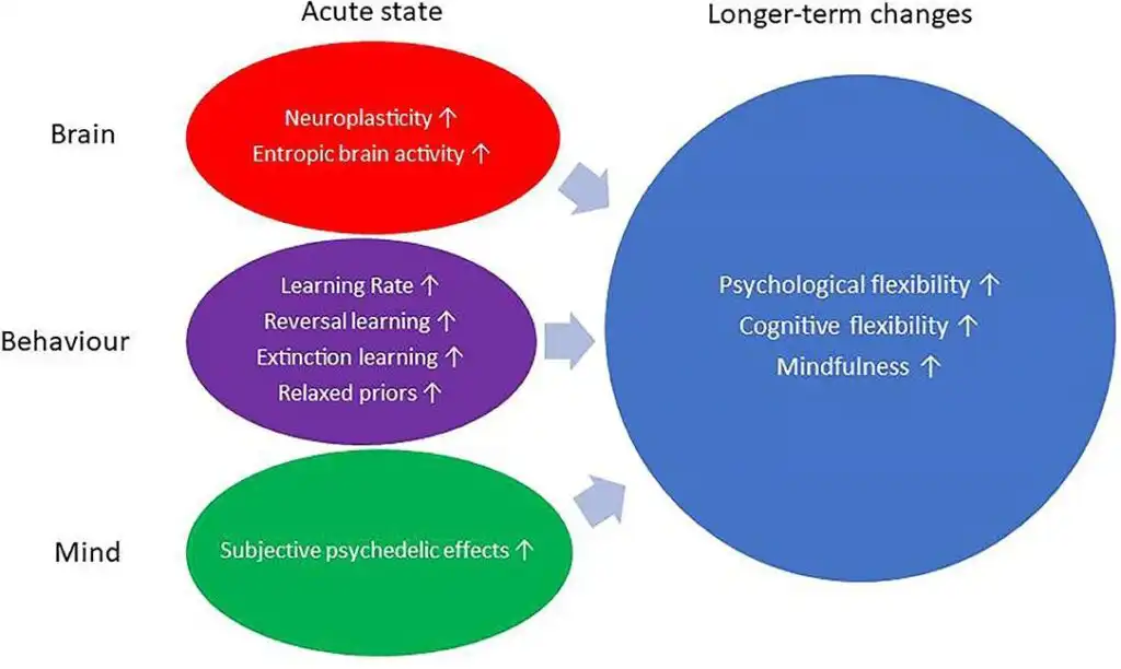 Benefits of DMT-assisted therapy