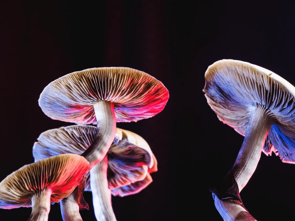 can you get addicted to mushrooms