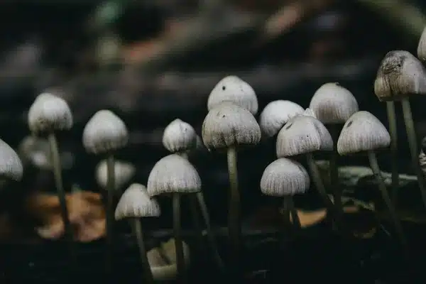 Are mushrooms addictive
