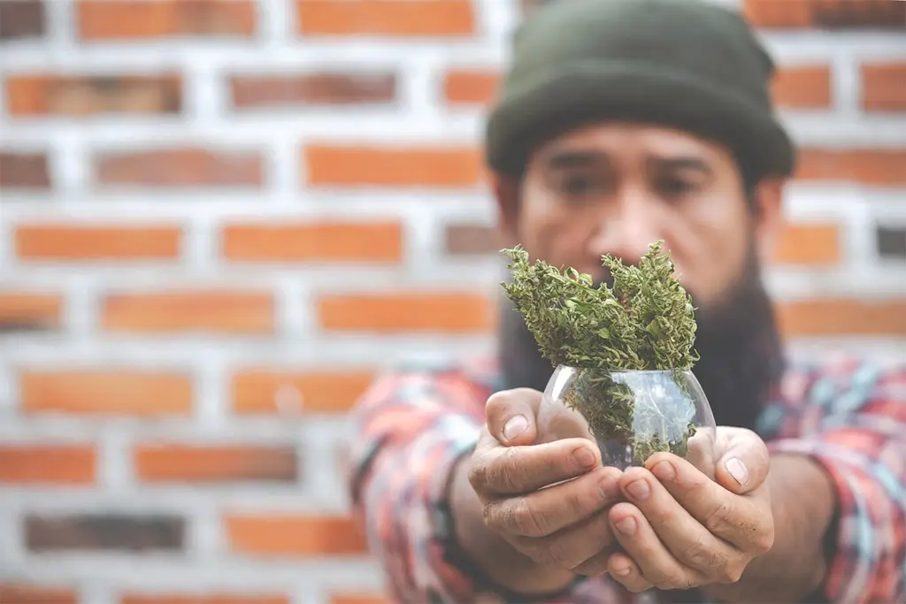 man holding marijuana plant plated in glass hands